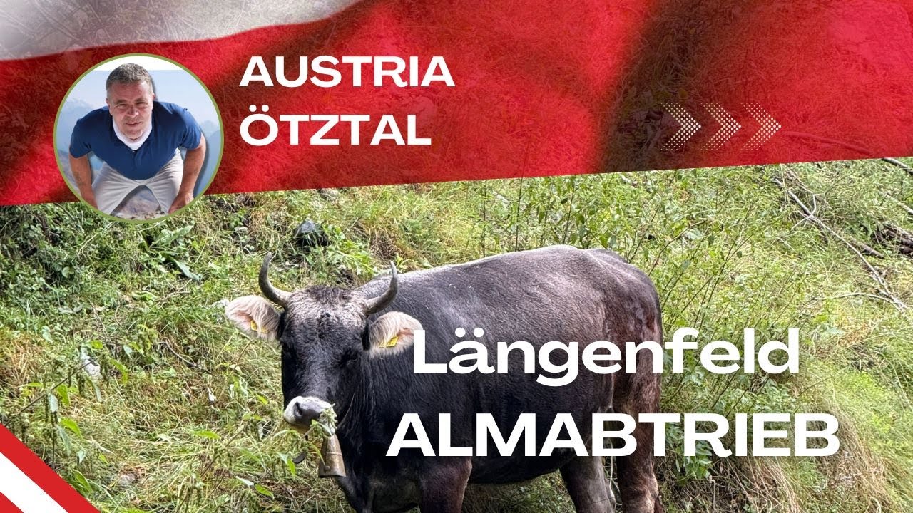 Cows Dressed Like Royalty Parade Through Austrian Village