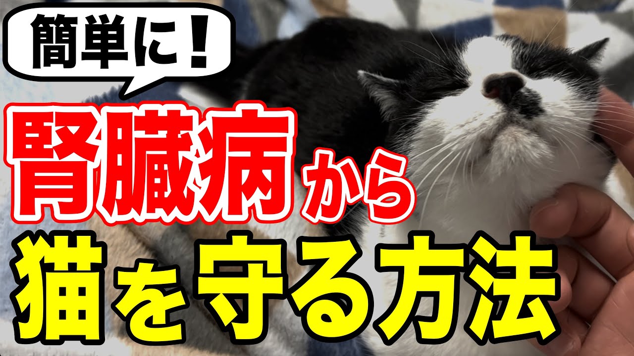 【この3つでOK】腎臓病から猫を守る方法を獣医師が解説します