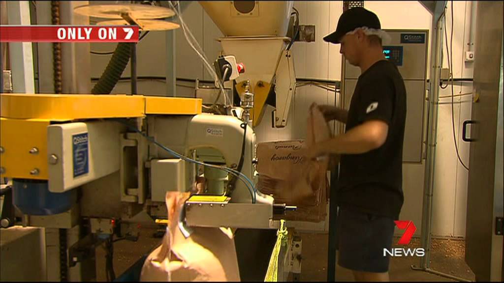 Queensland Nut Producers in Kingaroy Say It's Their Biggest Crop Yet