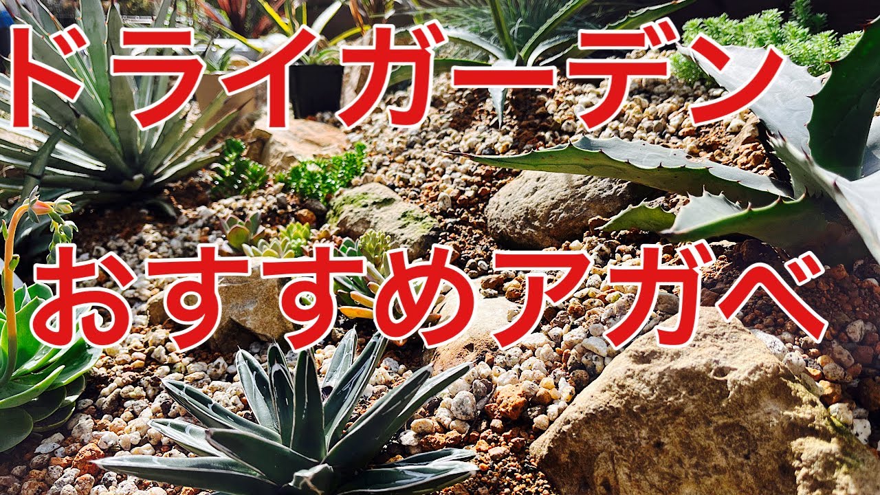 【ドライガーデン】おすすめアガべ！！