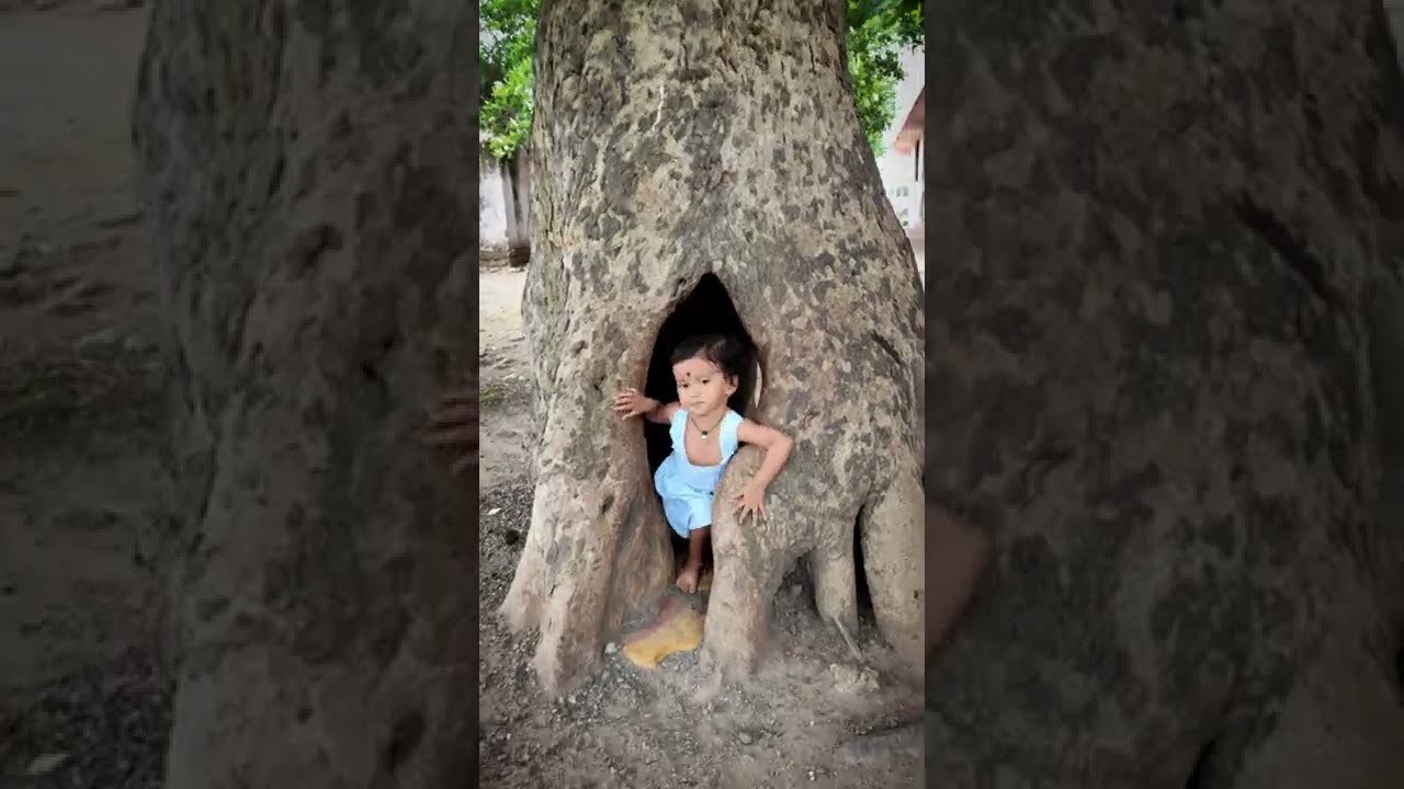 Ficus Tree Hollow Trunk - Kid Playing In Amazing Tree Trunk