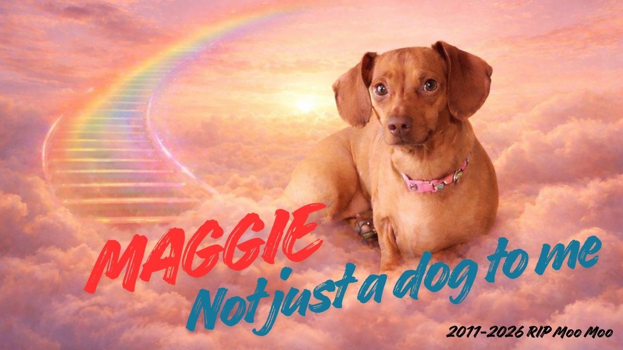 Not just a Dog to me