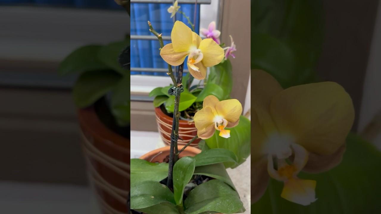 Esto suele pasar cuando replantas una phalaenopsis