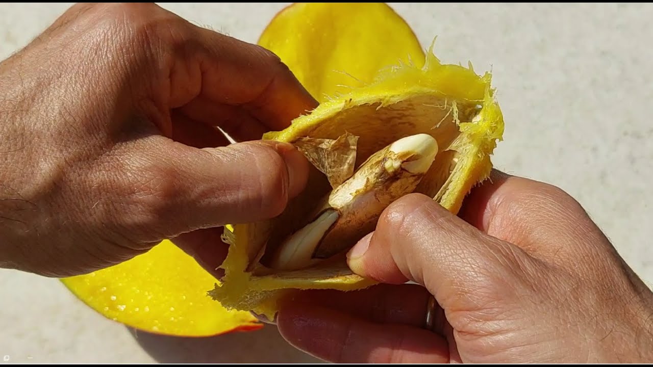 IL SEGRETO DEL MANGO!, SE LO SEMINI COSI avrai PIANTINE STUPENDE, SEMPLICE E GENIALE, MANGO