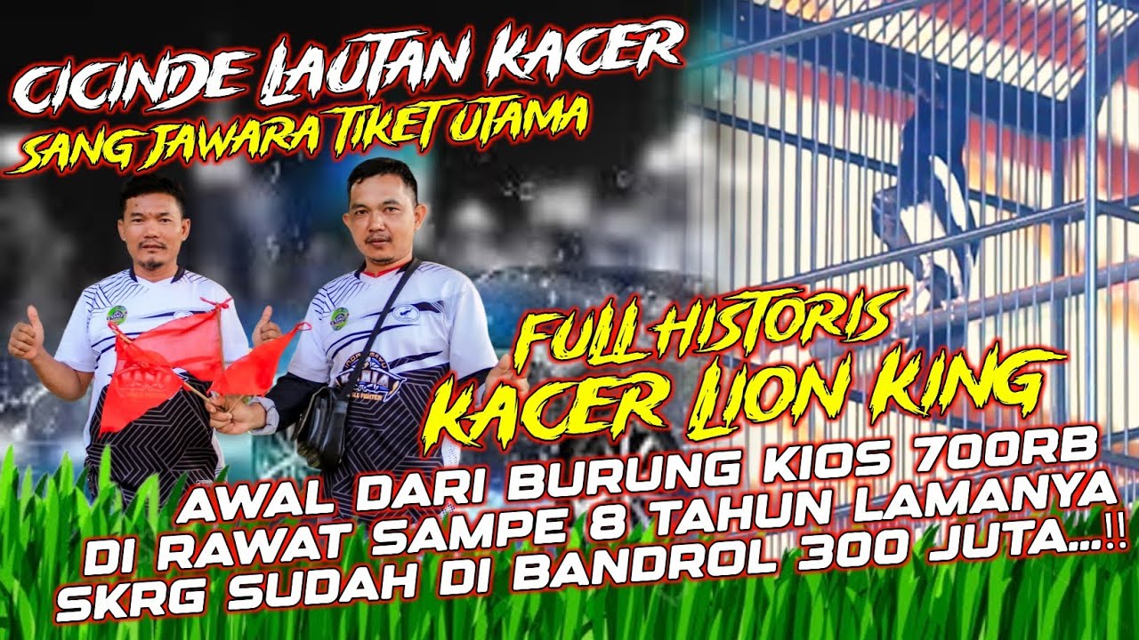 FULL HISTORIS KACER LION KING📌DARI MULANYA BELI BURUNG KIOS 700RB KINI MENJADI KACER NASIONAL 300JT📌