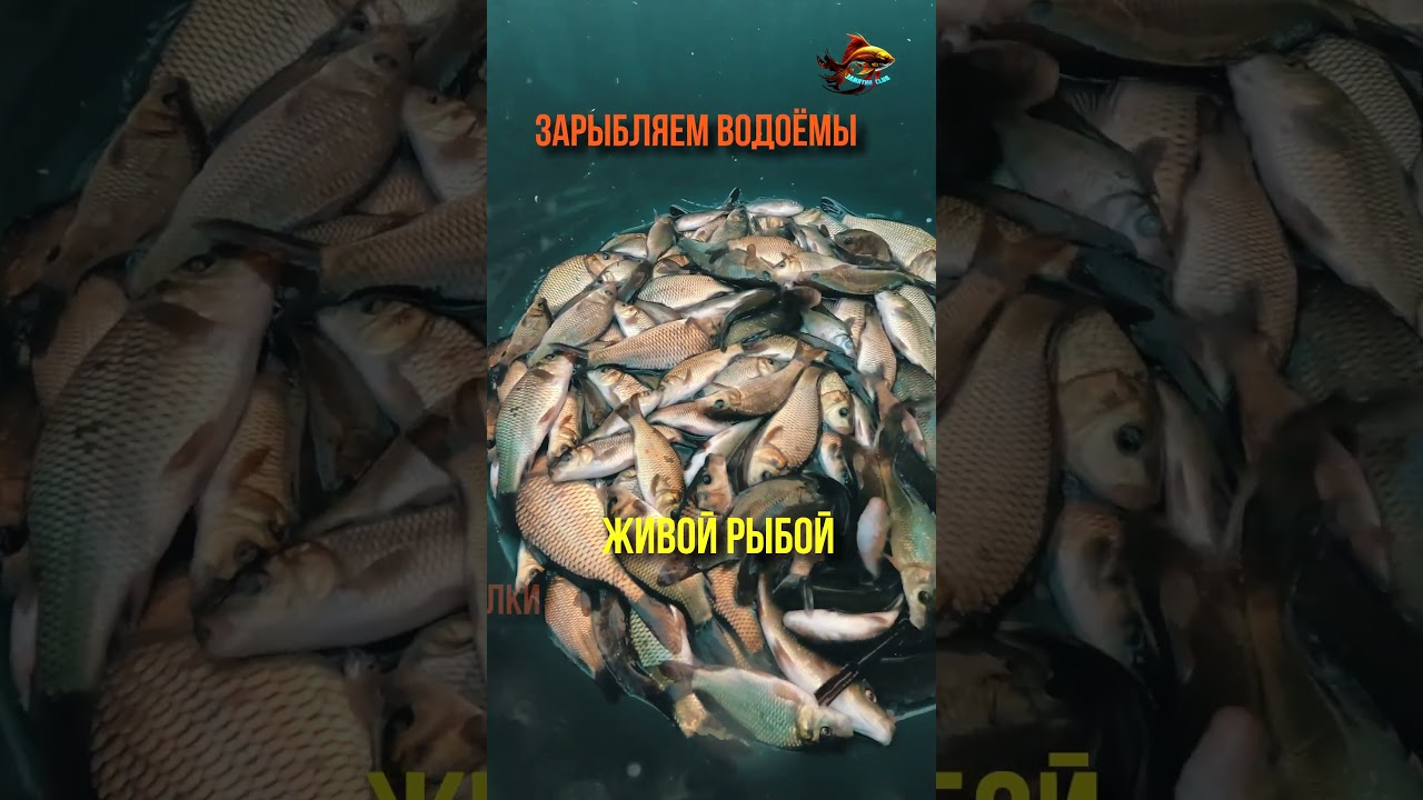 С Солнышком То Веселее Рыбалка Сазан Зарыбление #shorts  