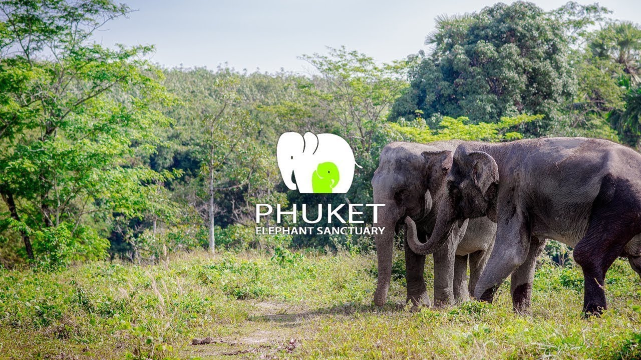 Phuket Elephant Sanctuary