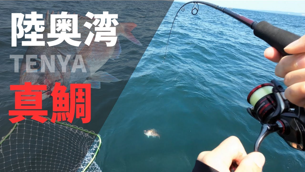 【青森陸奥湾テンヤ真鯛】2025.06末/青森県鶏沢漁港翔運丸