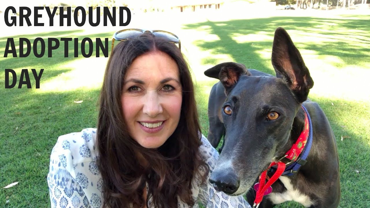 Greyhound Adoption Day
