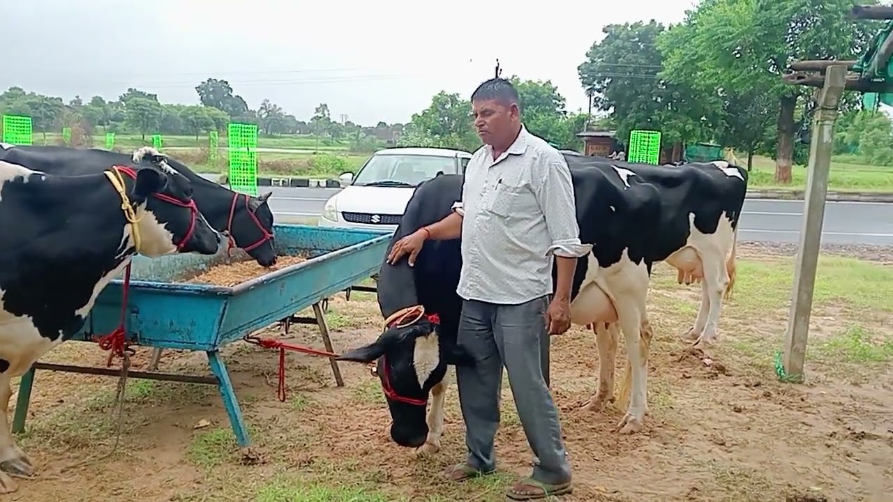 थालोर डेयरी फार्म गुजरात
