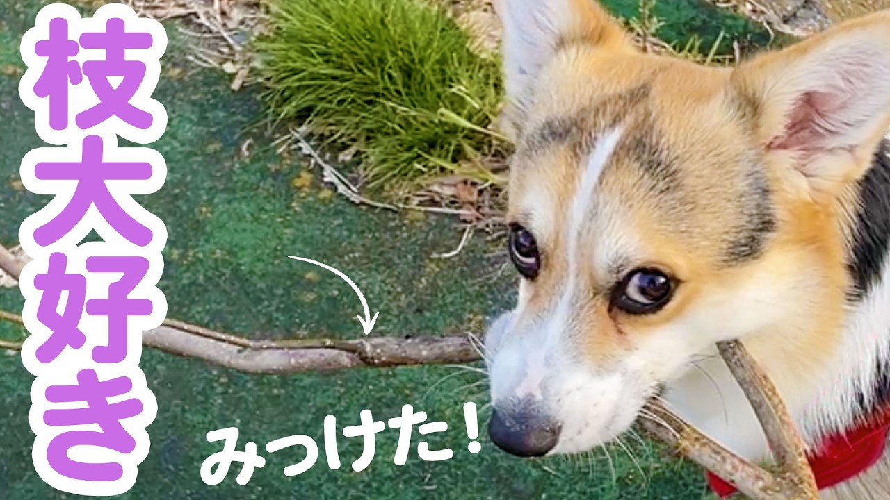 【コーギー】枝大好き❣️弟コーギーてんは持ち歩きたい😅【お宝発見】