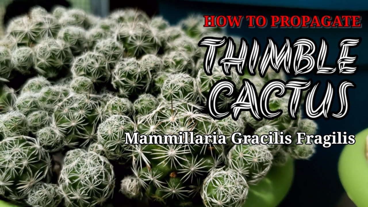 HOW TO PROPAGATE THIMBLE CACTUS THE EASIEST WAY.  #85
