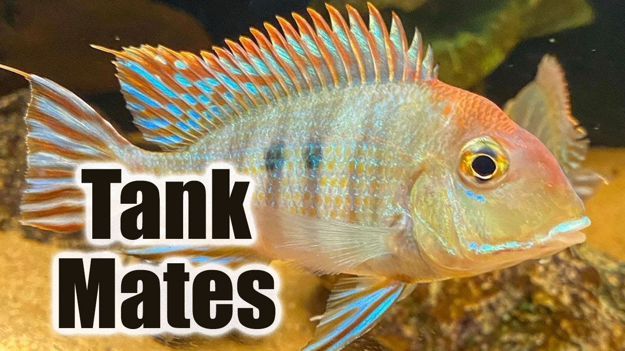 Top 10 Tank Mates for Geophagus Tapajos