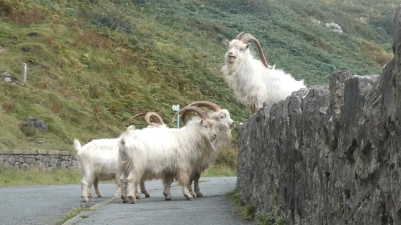 Great Orme Goats