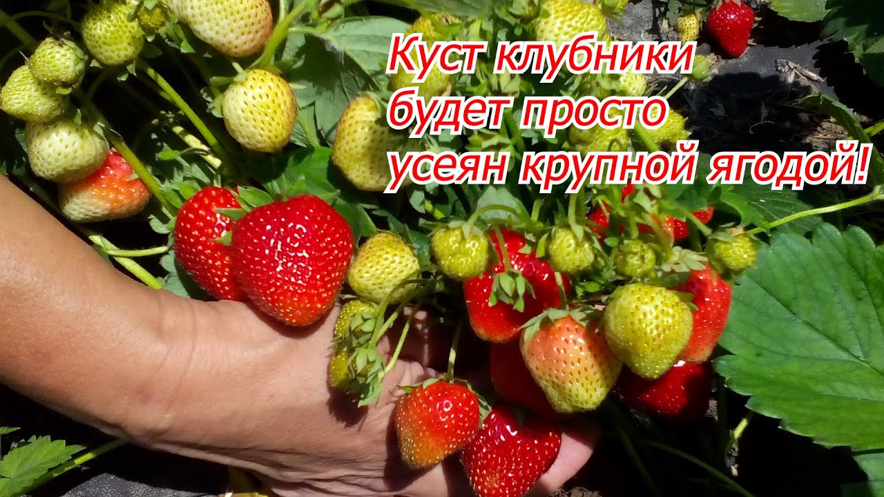 Бор для клубники- секрет массового плодоношения крупной ягоды!