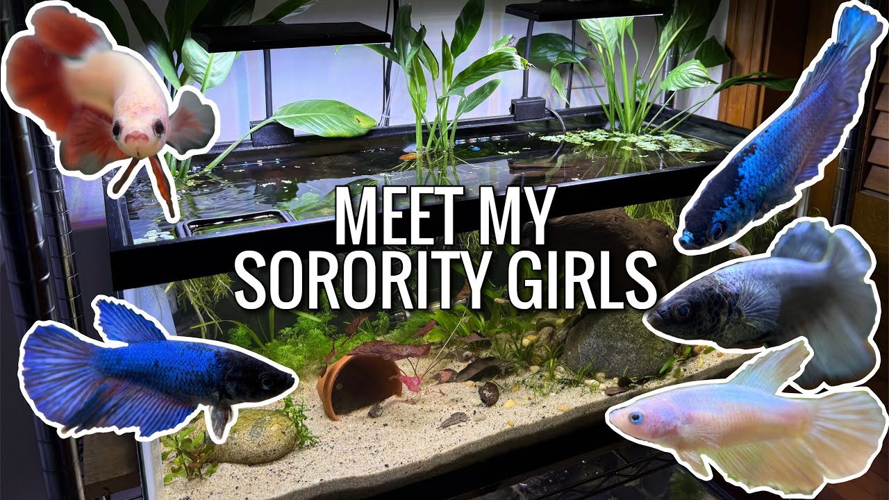 Знакомьтесь с моей НОВОЙ самкой-бойцовой рыбкой || Betta Sorority