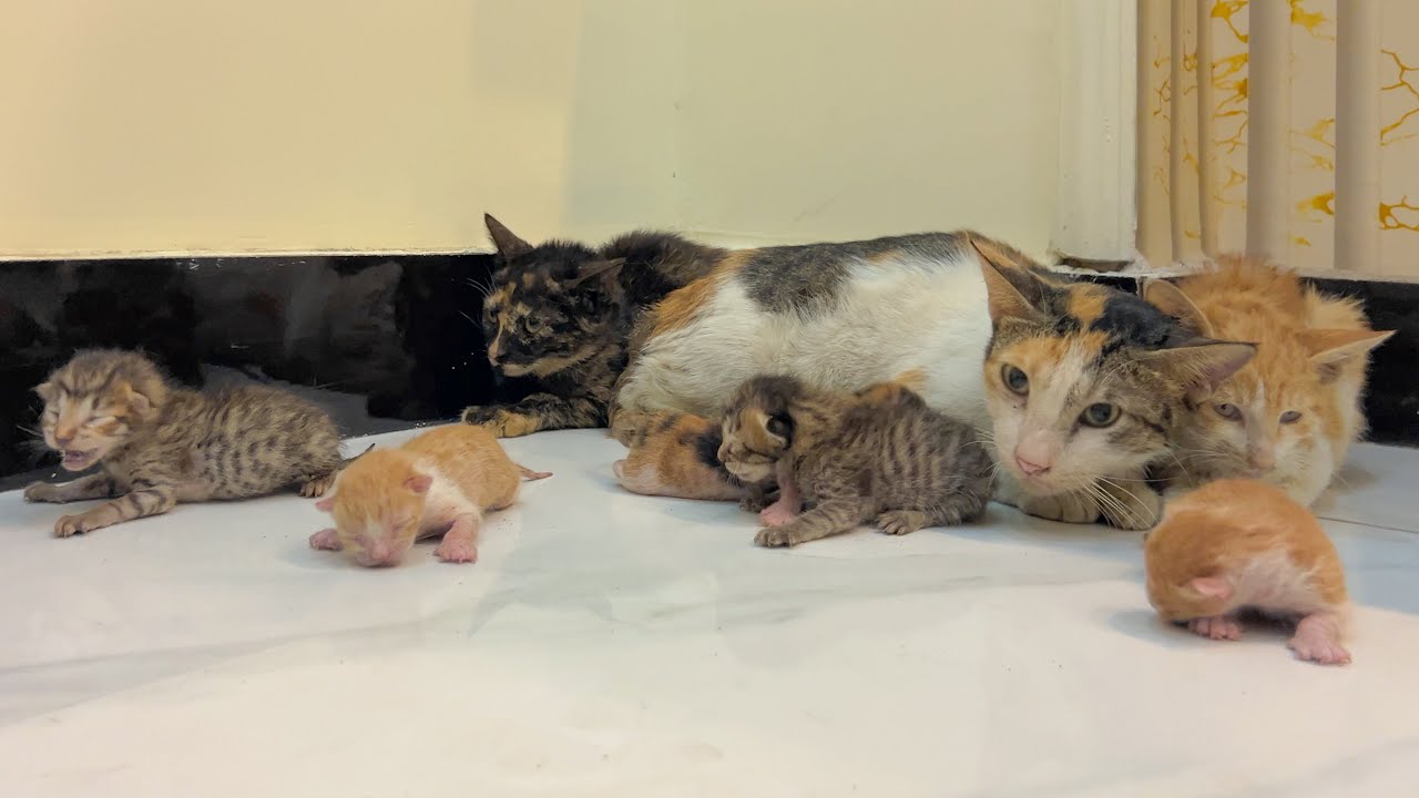 She brought her kittens to live in my home...