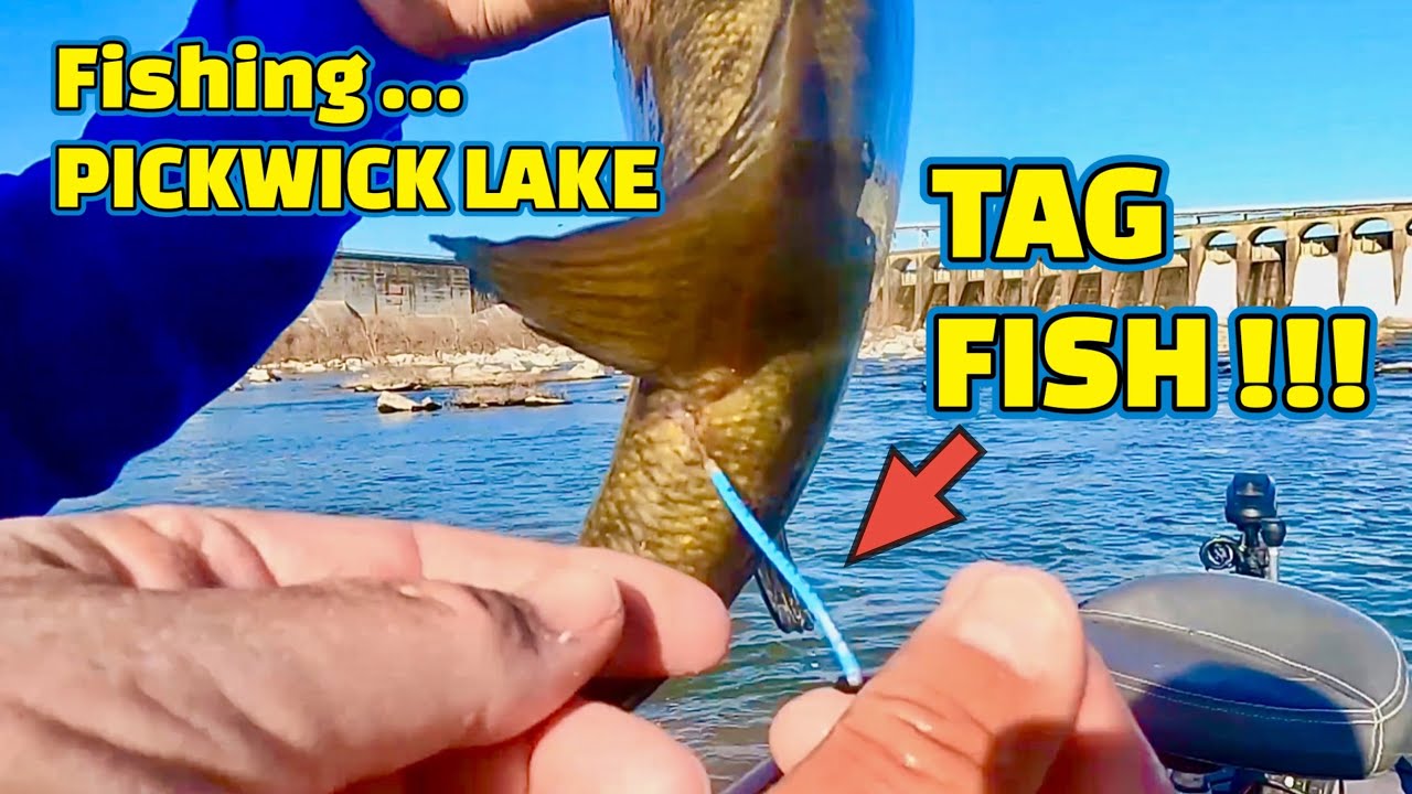 Extremely RARE FISH CATCH Fishing PICKWICK LAKE below WILSON DAM !!