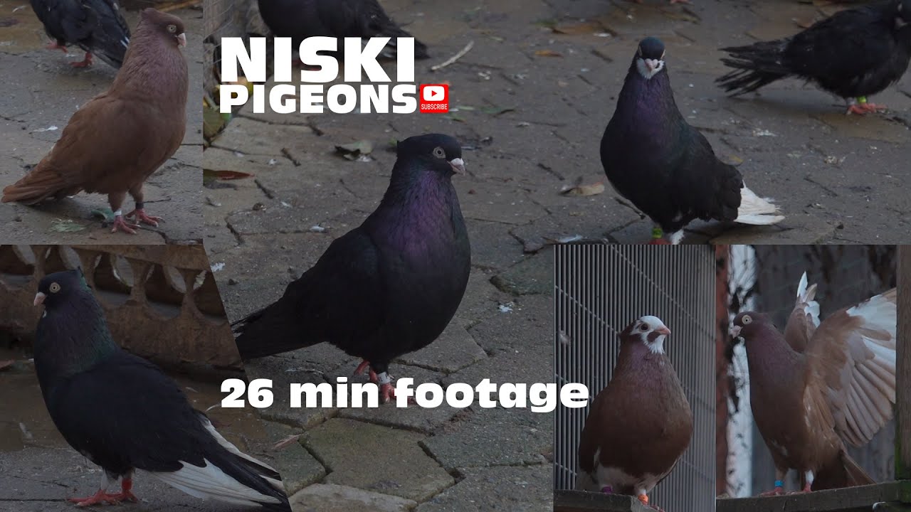 Pllumat Shpicat, Niski Pigeons Sweden, Niski Golubovi Visokoletaci