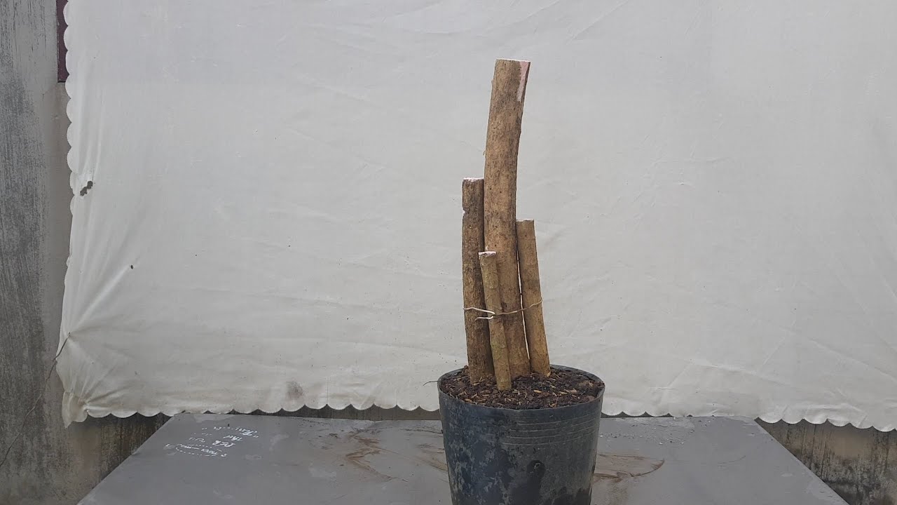 Cutting techniques to get a bonsai tree later