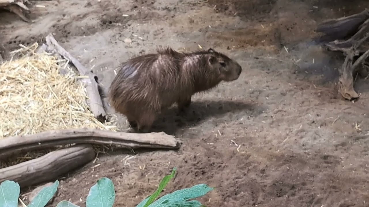 Alligators & Capybara at Montreal Biodome