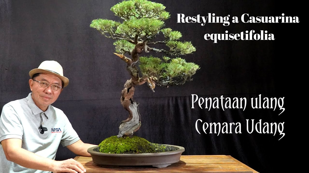 Restyling a Casuarina equisetifolia (Penataan Ulang Bonsai Cemara Udang)