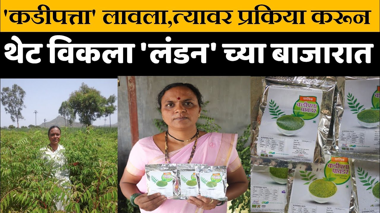 कडीपत्ता प्रक्रिया उद्योगाची यशोगाथा | curry leaves processing success story | kadipatta