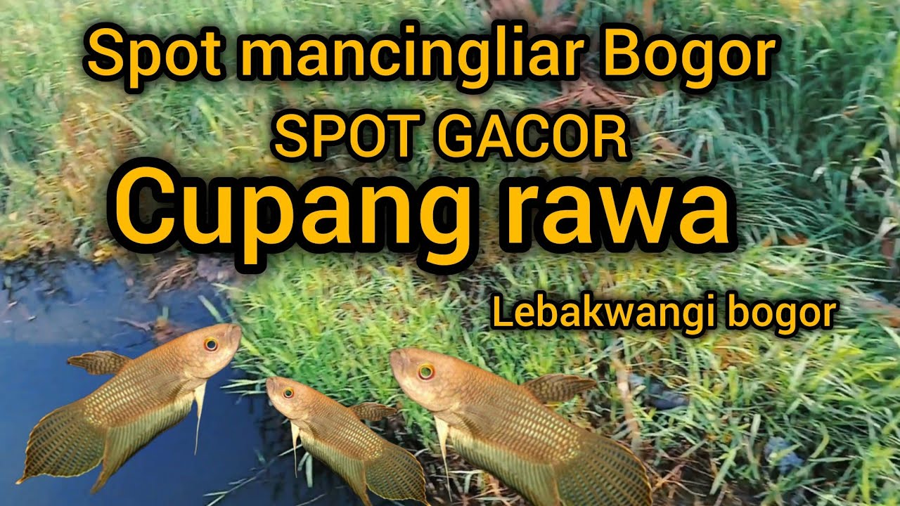 SPOT GACOR IKAN CUPANG RAWA ,FULL SAMBARAN  ,RAWA ASEM RENGAS LEBAK WANGI BOGOR