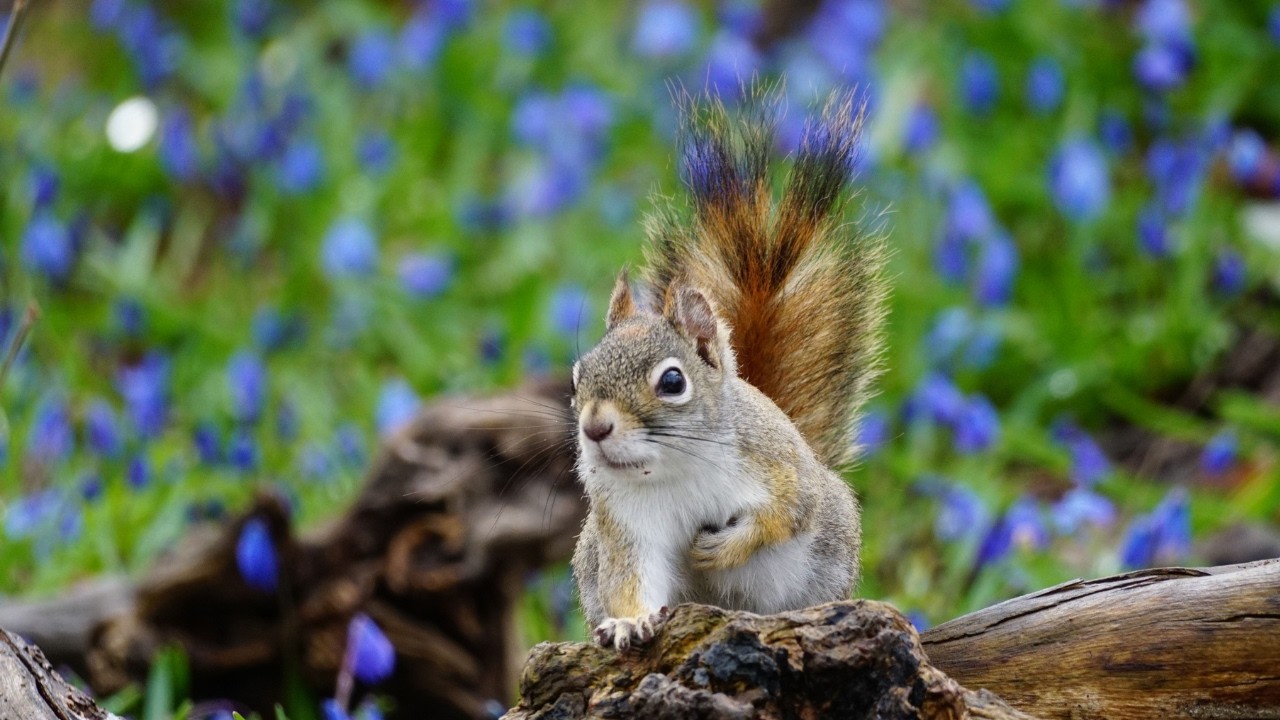 Cat TV for Cats | 🐿️🌱Squirrels  & Chipmunk in Spring Forest