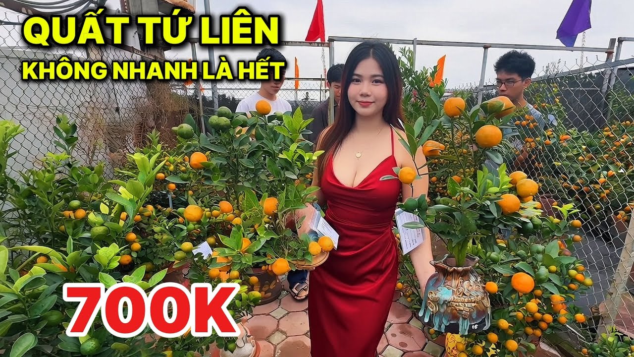 Quất tết 2026 giá rẻ | Khách chốt lại vườn Tứ Liên SIÊU ĐẸP