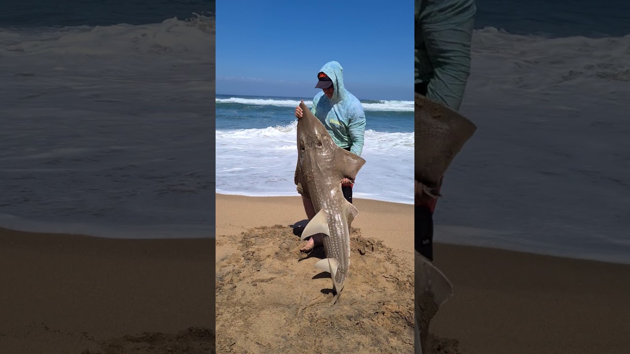 Safely releasing a 50kg Giant guitar shark(sandshark)