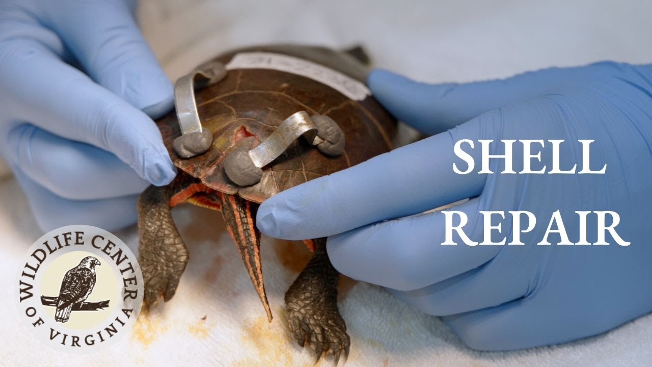 Turtle Shell Repair