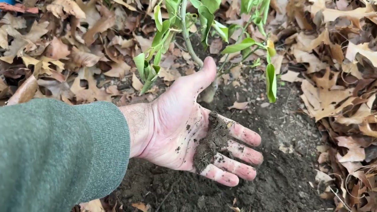 Evaluating Citrus leaf curl during the winter