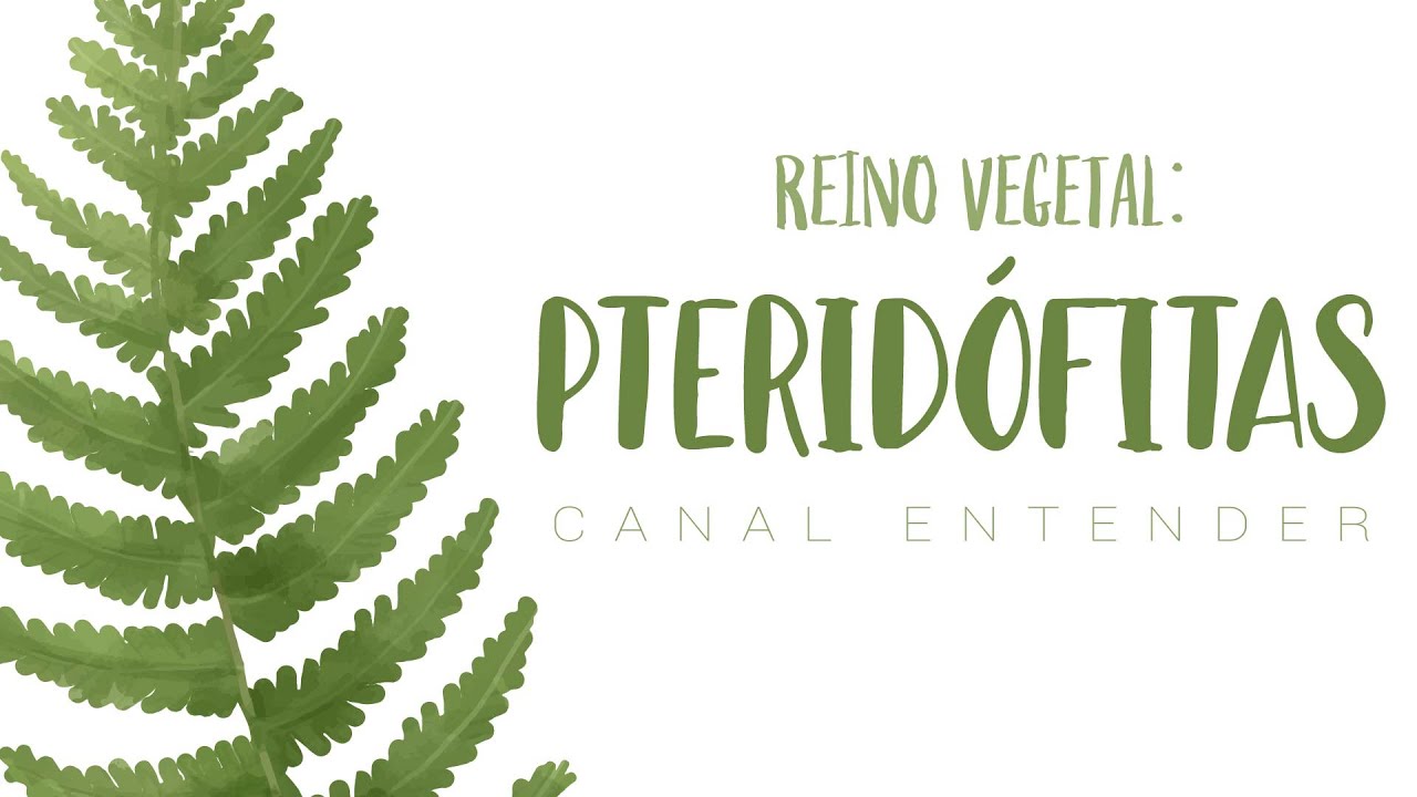 PTERIDÓFITAS - Reino Vegetal