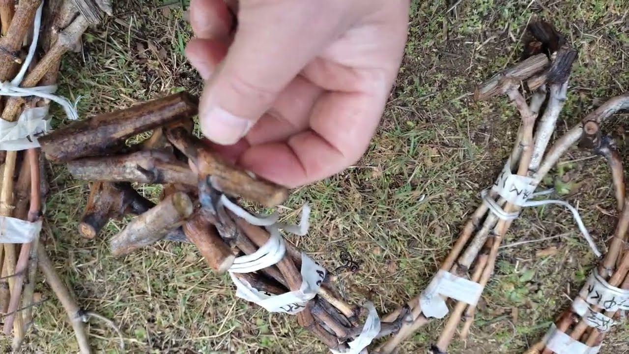 Πολλαπλασιασμός αμπελιού με μοσχεύματα.