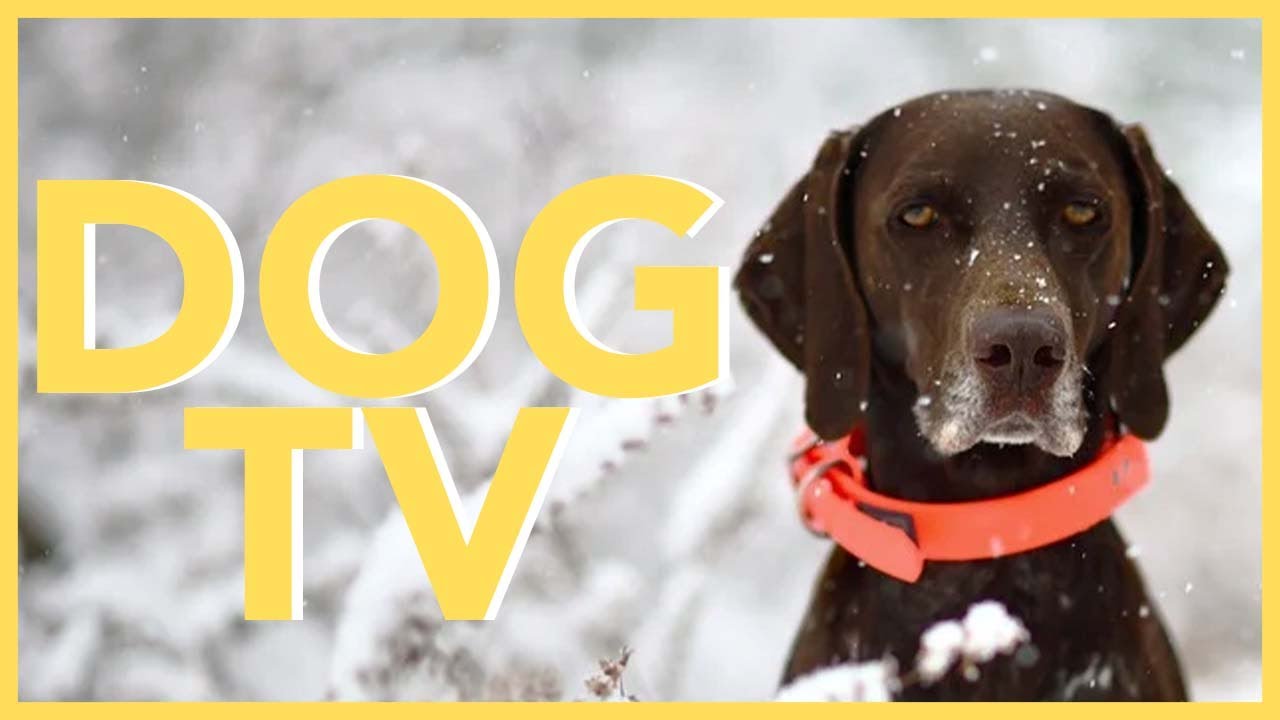6 Hour Dog TV ⛰️ Relaxing Music for Dogs and Virtual Outdoors Walking