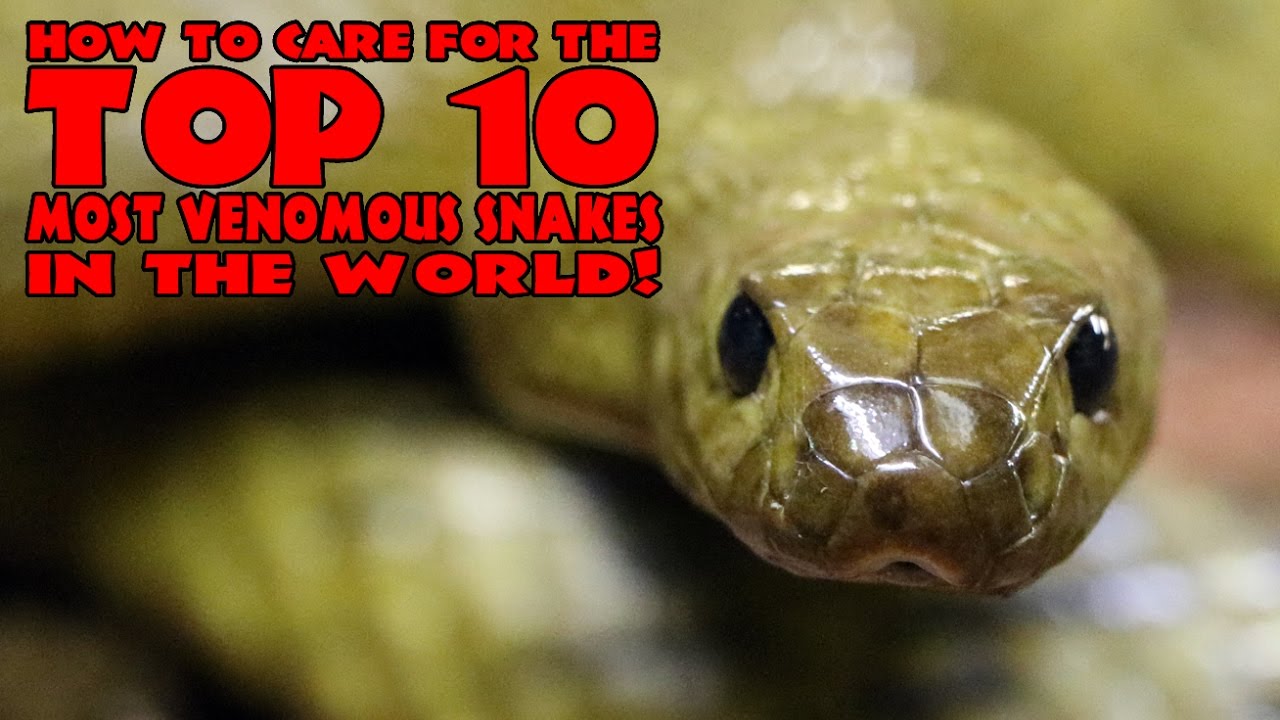 How to care for the top 10 most venomous snakes in the world! - TRC Episodes