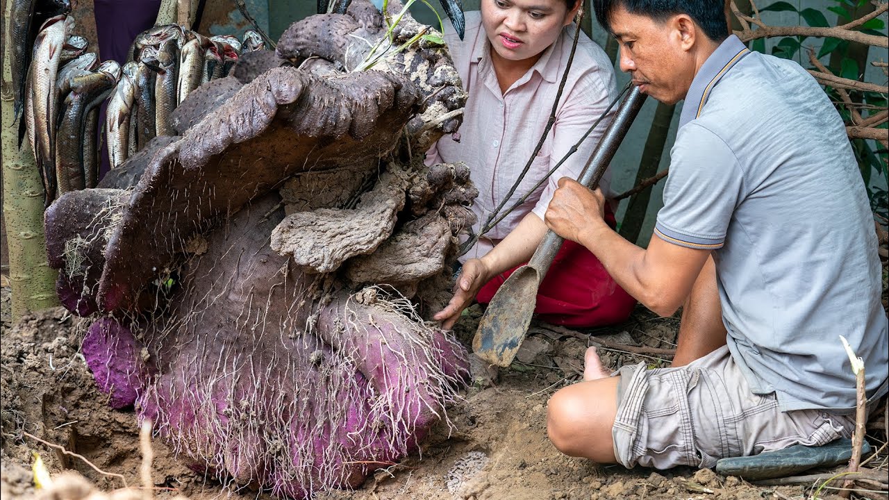 RARE Giant Purple Yam Root! 🤯 Found Growing ABOVE Ground! (Traditional Fish Feast)