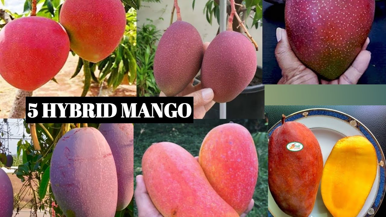 Top 5 Thailand hybrid Mango Verity | Thai Hybrid Mango tree | Best Thai Mango Verity
