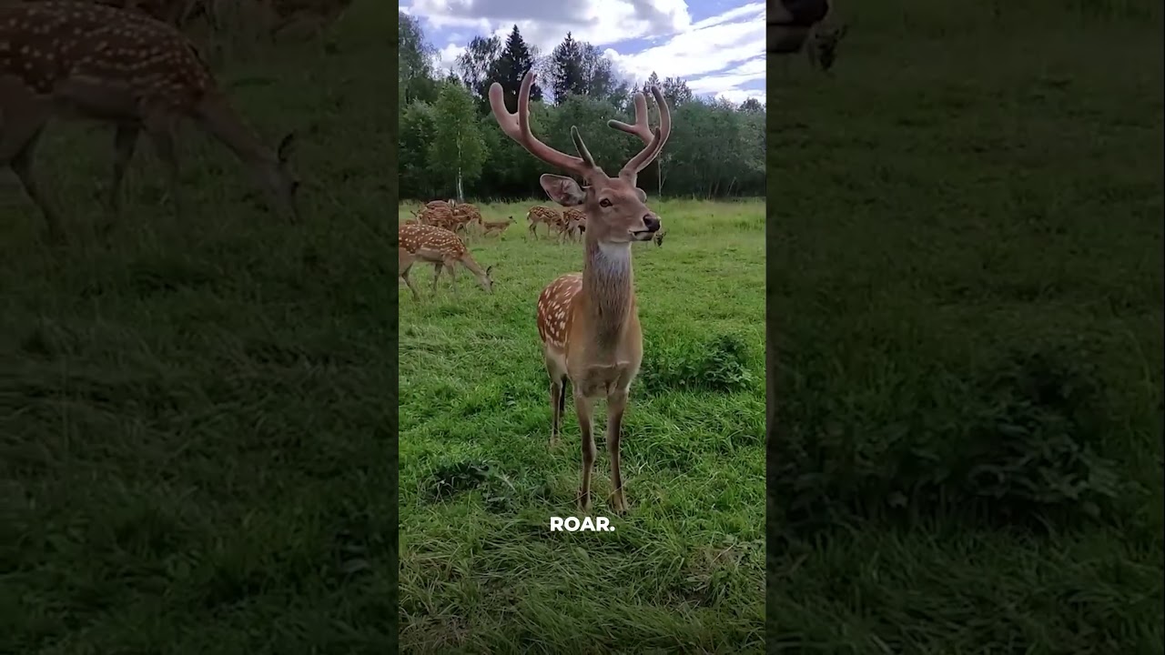 Wait&hellip; DEER Can BARK?! 🦌😲 #shorts