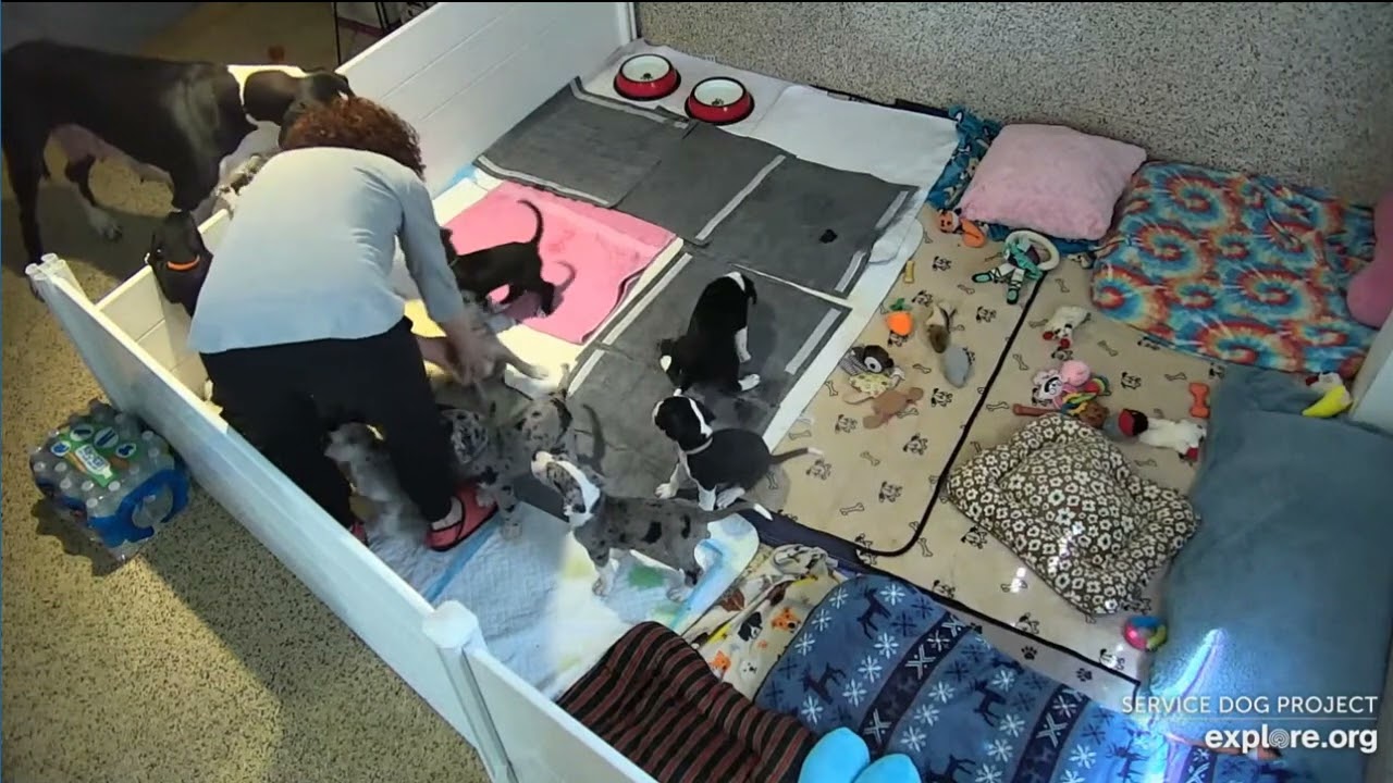 Ice Capri's Poppins  AM post  sp feeding to pre lunches DonnaC 5182023 exploreorg