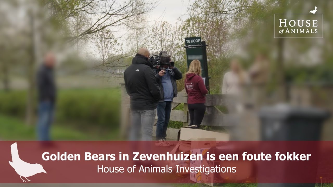 Golden Bears in Zevenhuizen is een foute fokker - House of Animals