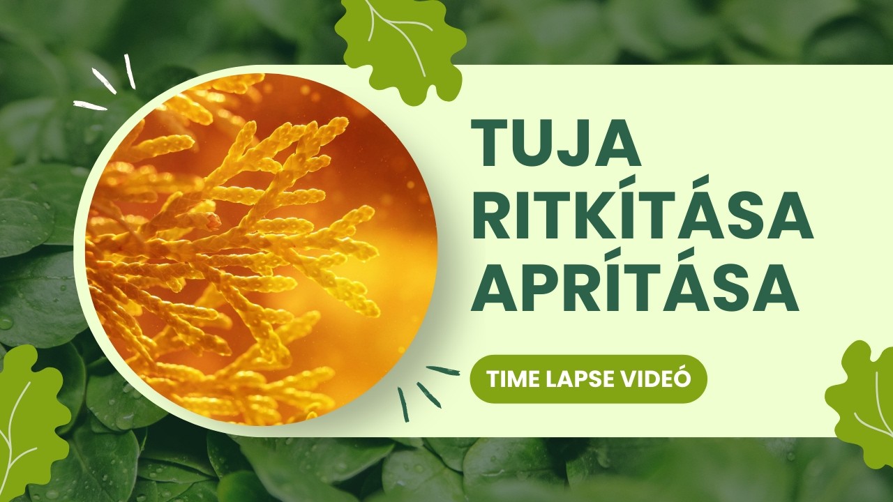 Terülő tuja ritkítása, aprítása