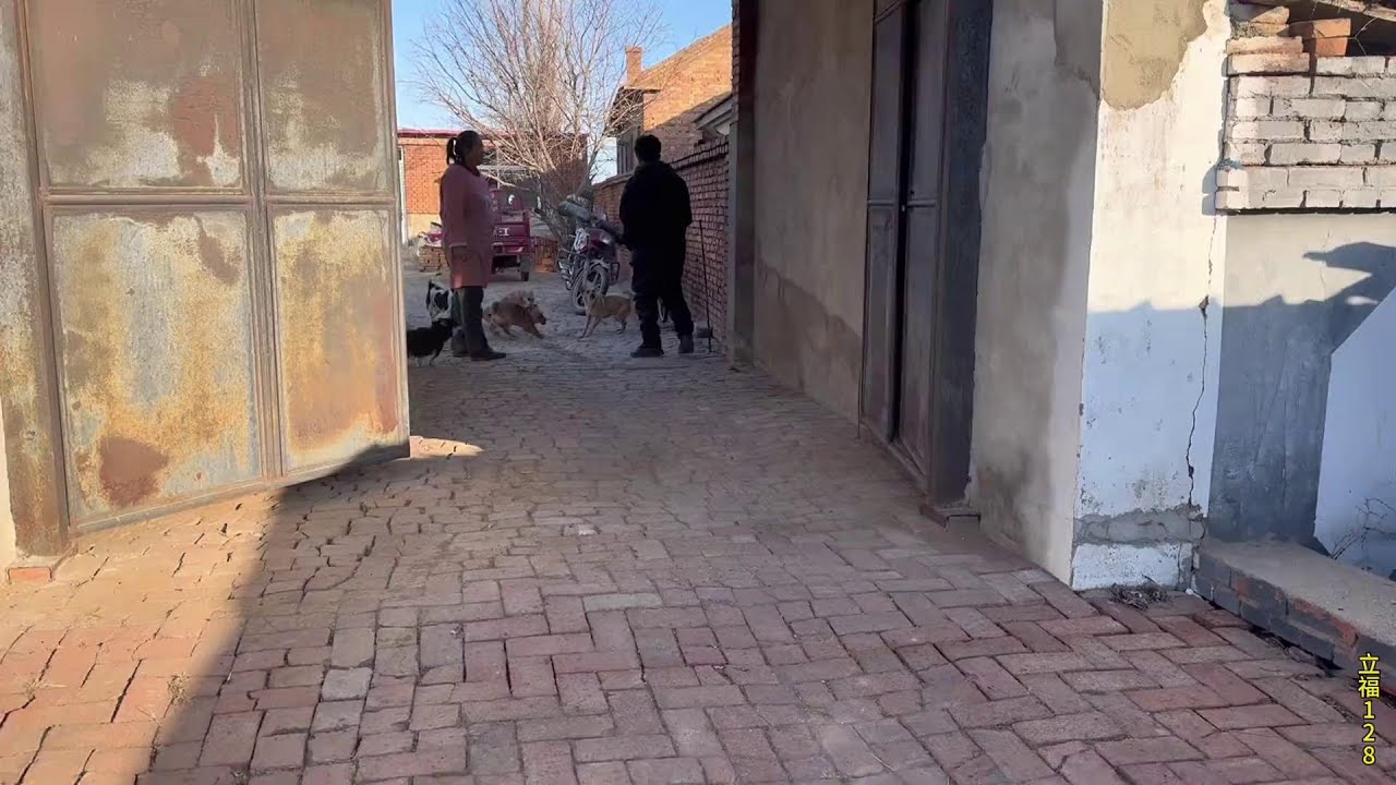 今天老孟抓两头老品种大黑猪，这猪一般人没见过，都超肥600多斤#人间烟火 #听说他家的肉肉很好吃 #天冷就该多吃点肉了 #大黑猪#猪肉佬
