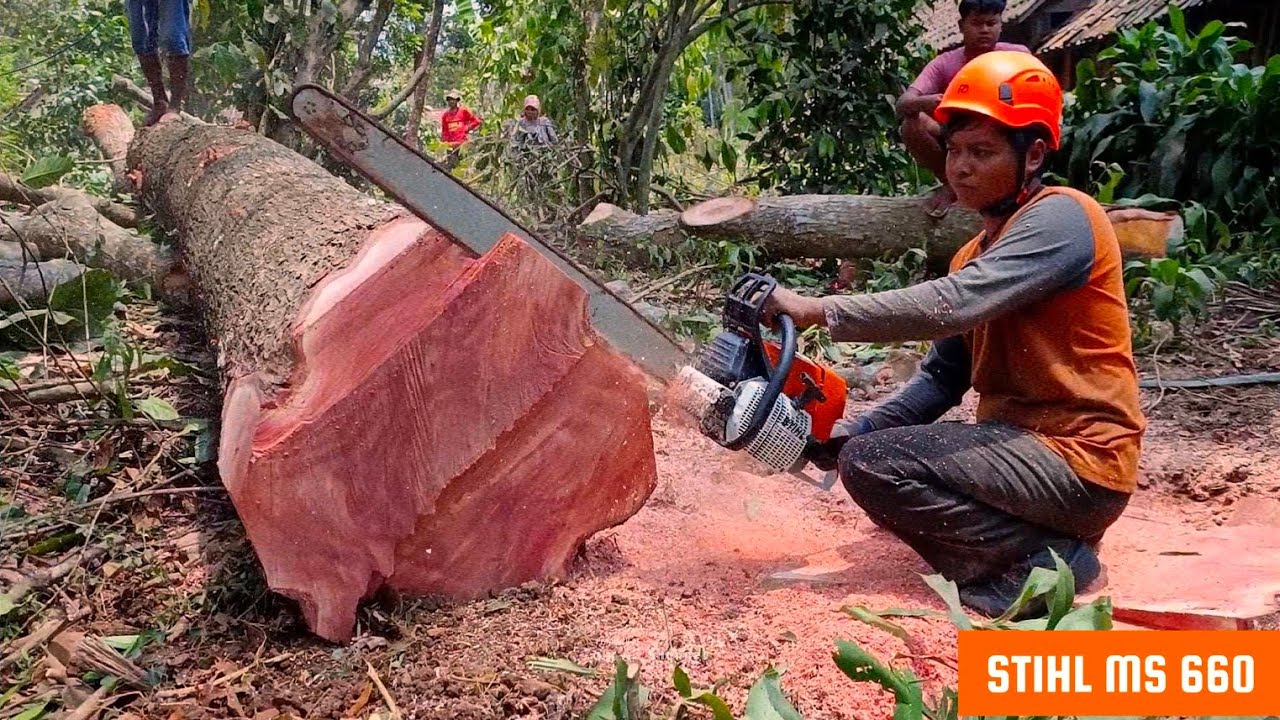 STIHL MS 660 Первый старт – срубить красное дерево