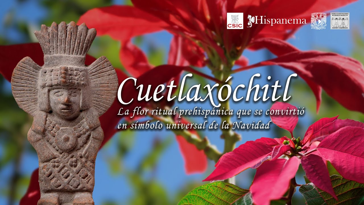 Cuetlaxóchitl. La flor ritual prehispánica que se convirtió en símbolo universal de la Navidad