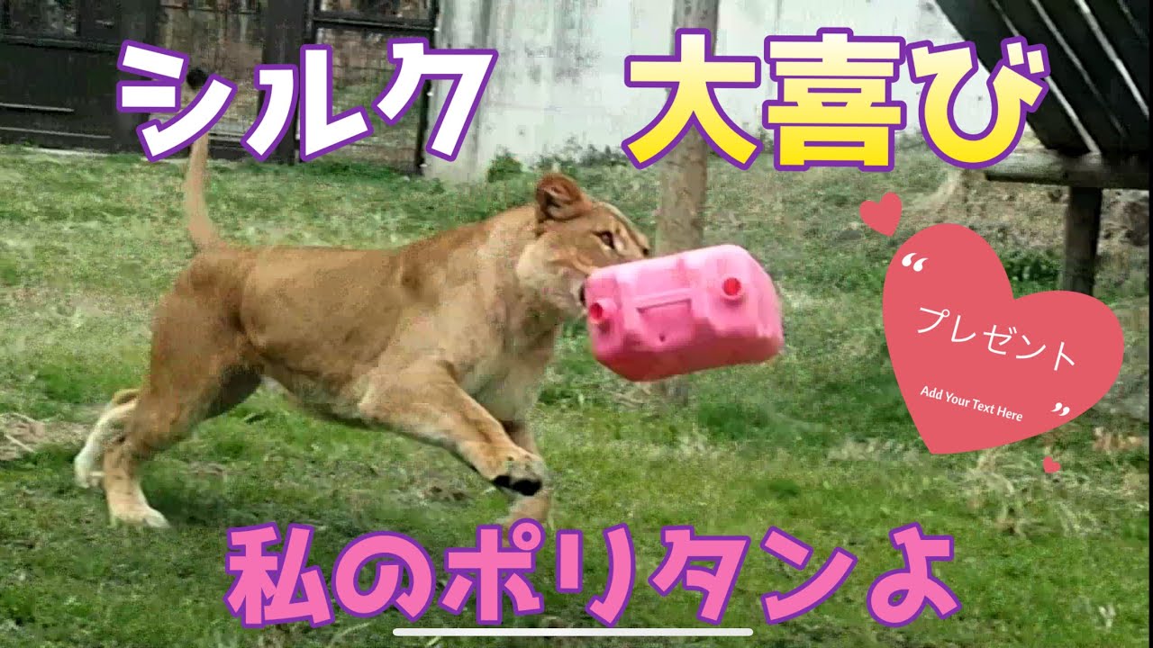 シルク💕サプライズに大喜び🎁【私のポリタンよ💓】 #のんほいパーク #オリトの妹 #ライオン #シルク #プレゼント