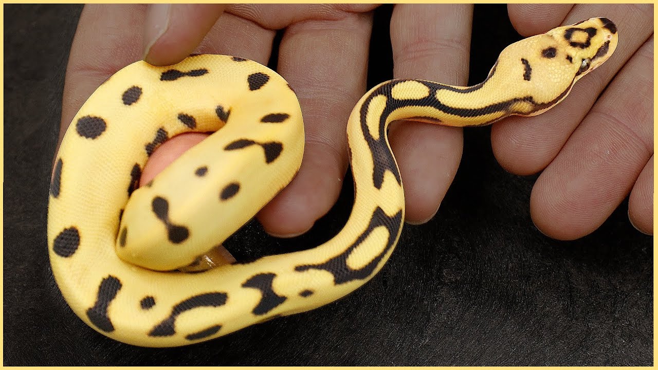 Craziest Desert Ghosts I've EVER Made! + Pros and Cons of White Ball Pythons