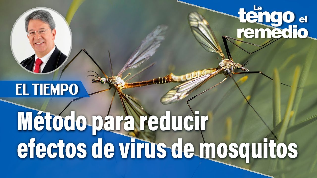 Método Wolbachia: estrategia para controlar el dengue | Le tengo el remedio | El Tiempo