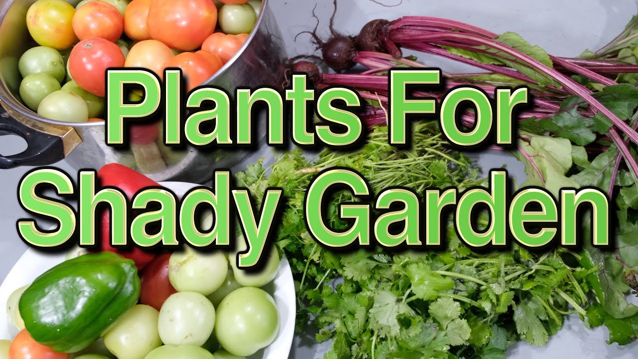 Shade Garden! Vegetables, herbs and berries proven to grow!